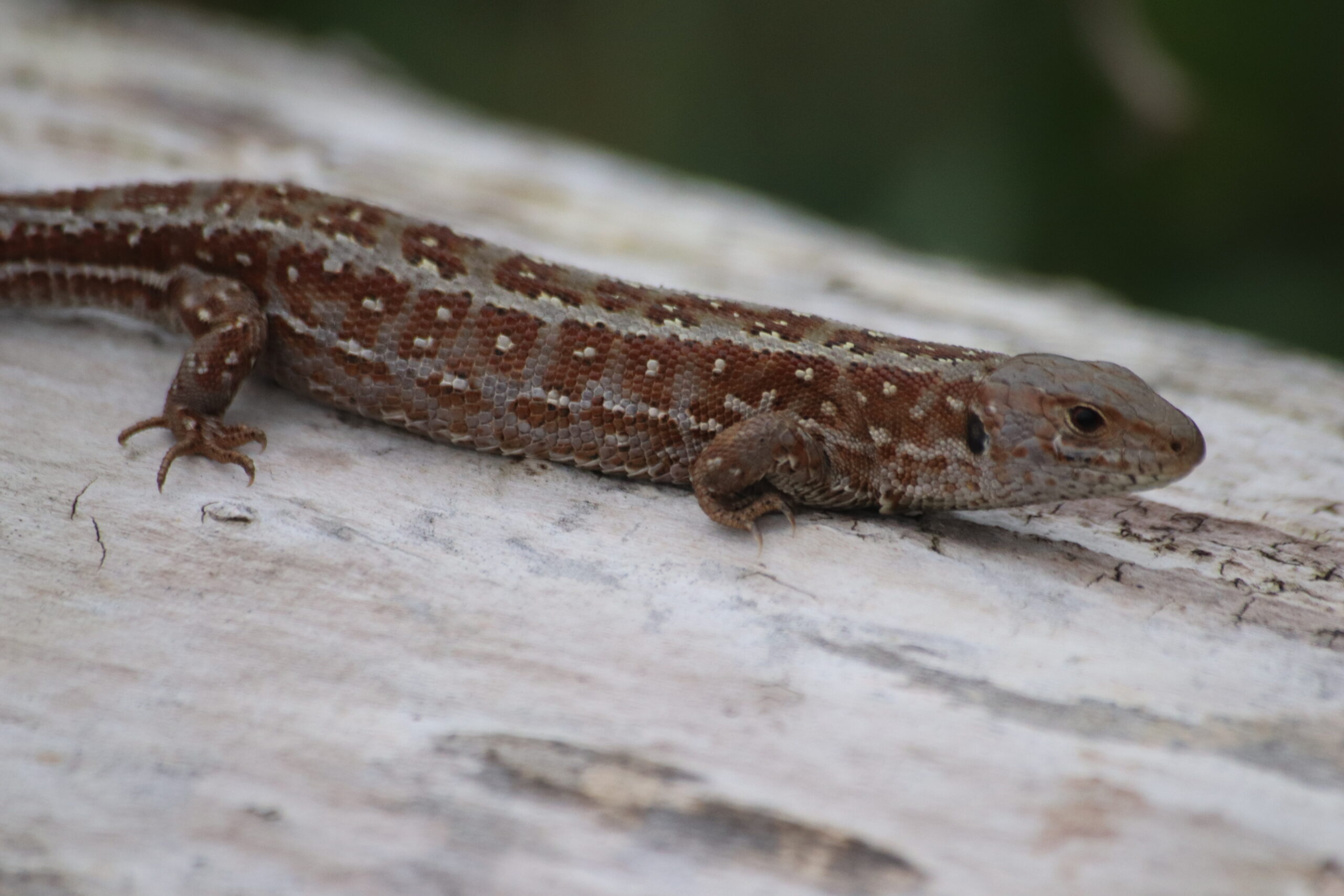 1. Artenschutzrechtliche Prüfungen (ASP)